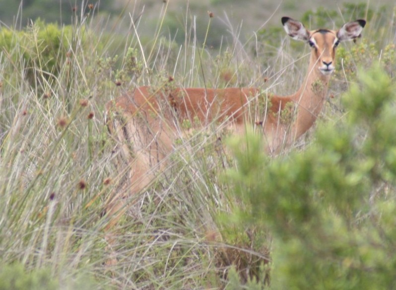 Impala